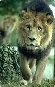 lighter lion.jpg