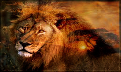 lion copy.jpg
