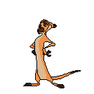 animated_gif_065_timon.gif