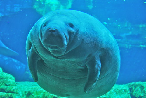 Manatee_at_Sea_World_Orlando_Mar_10-2aaz5us.jpg