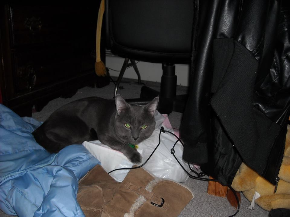 chester.jpg