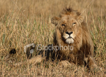 ist2_3680309-scar-the-lion.jpg