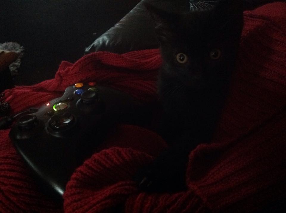 Bandit the gamer cat.jpg