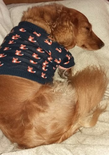 2015-11-19 17.20.03.jpg