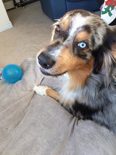 Django Pup.jpg