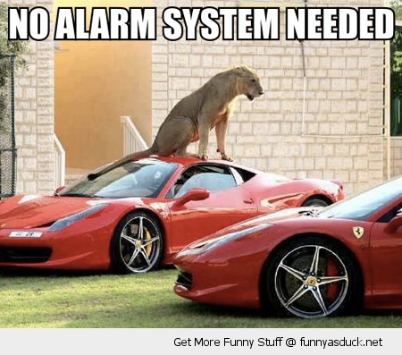 funny-lion-lioness-sitting-top-sports-car-no-alarm-needed-pics.jpg