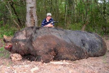 wildpig_wideweb__470x317,2.jpg