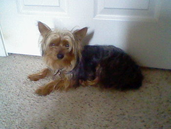 Bently.jpg