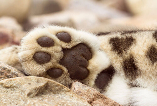 snow-leopard-paw-website.jpg