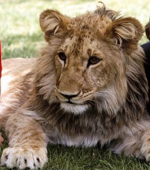 christian the lion.jpg