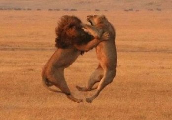 lion-midair-fight-shot.jpg