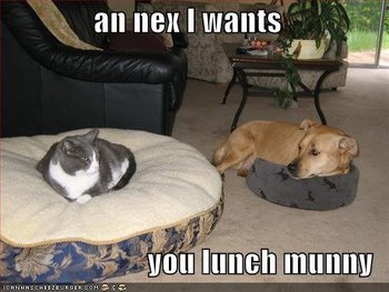 cats are better than dogs.jpg
