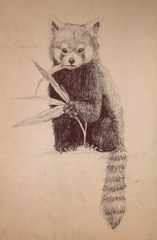 RedPandaReal copy.jpg