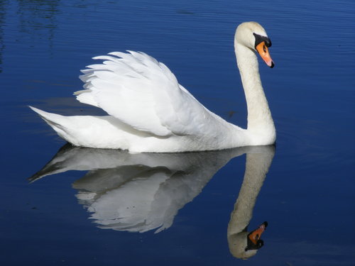 Swan 009.JPG (2.63 MiB) Viewed 1959 times Swan 009.JPG