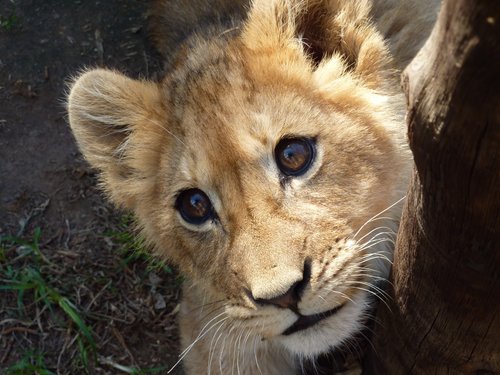 Lion Cub.JPG