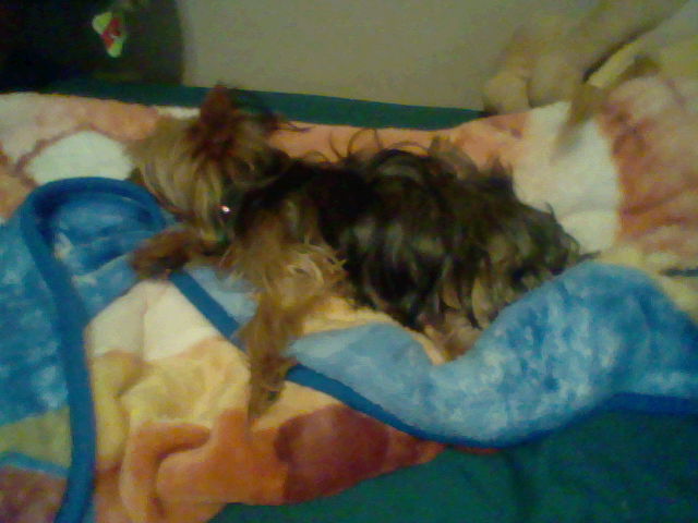 my dog asleep.JPG