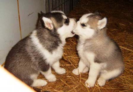 Dogs090.jpg