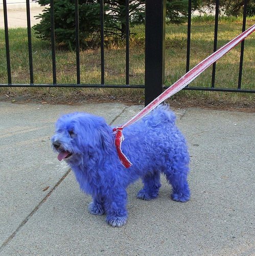 blue dog.jpg