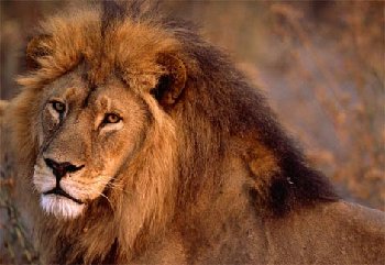 african-lion-closeup.jpg