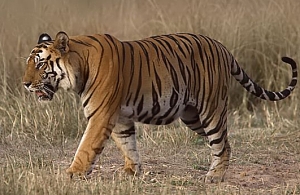 bengal-tiger.jpg
