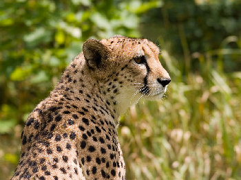cheetah.jpg