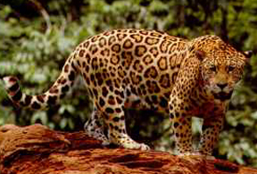 jaguar.jpg