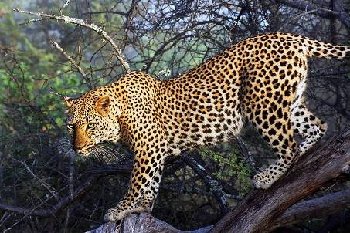 leopard.jpg