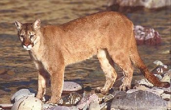 cougar.jpg
