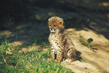 cheetah-cub.jpg