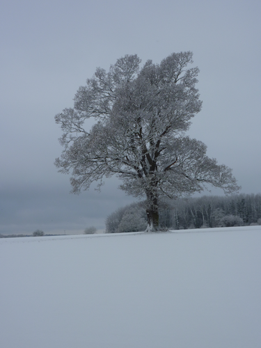 snowtree.png