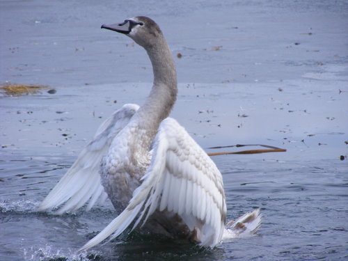 DogsAndSwans 030.JPG
