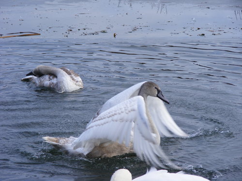 DogsAndSwans 043.JPG