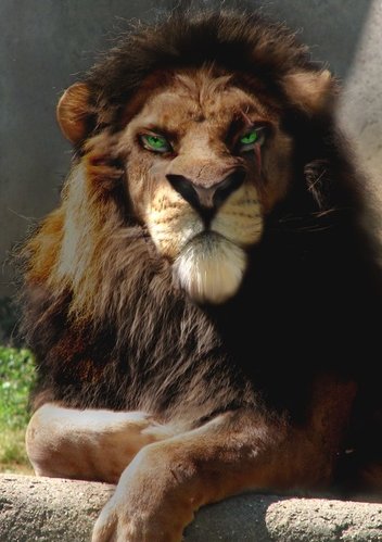 scar.jpg