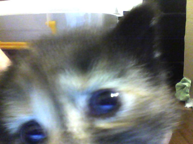 Snapshot_20110306_1.jpg
