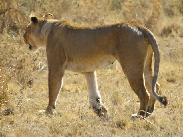 071003093357_the_lonely_lioness.jpg