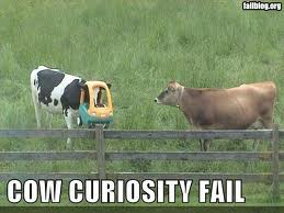 1cowcuriosity.jpeg