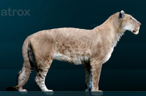 Panthera_leo_atrox_Sergiodlarosa.jpg