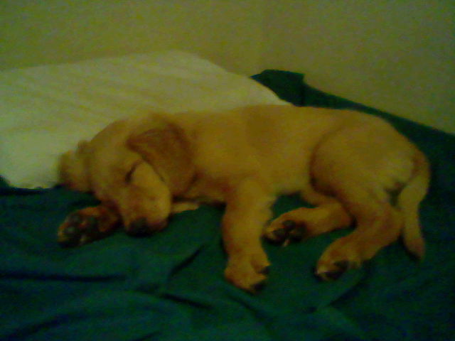 Nala sleeping.JPG