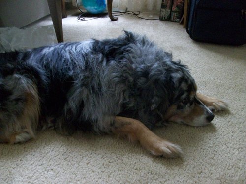 Daisy is sweet.jpg