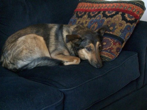 Pepper on the sofa.JPG
