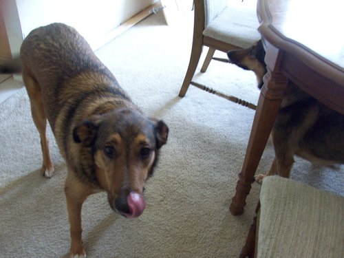 Trex tongue.JPG