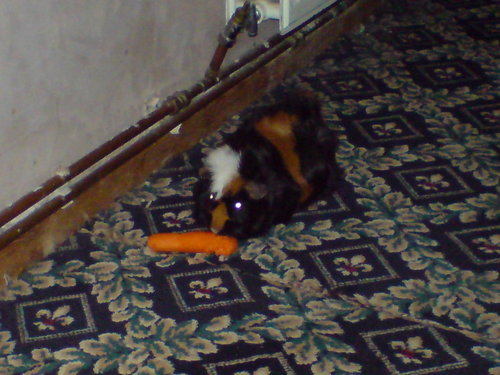 DSC00051.JPG