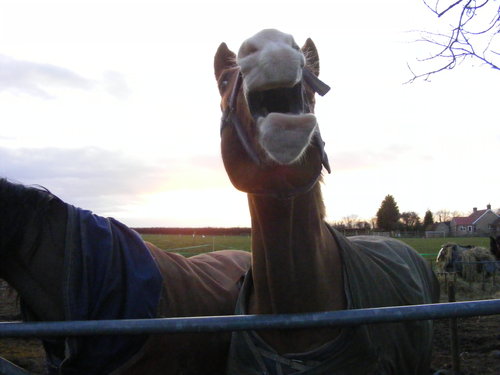 Neddy 026.JPG
