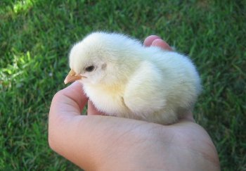 Baby Chick.jpg (64.42 KiB) Viewed 1378 times Baby Chick.jpg