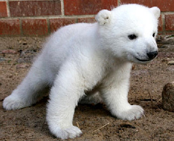 Baby Bear.jpg (38.17 KiB) Viewed 1378 times Baby Bear.jpg