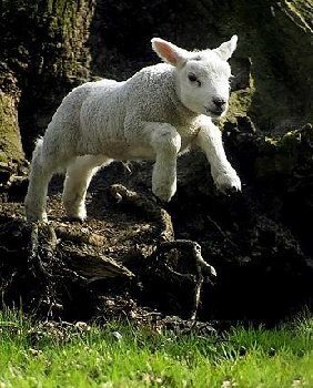 Lamb Leaping.JPG