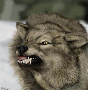 672wolf1.jpg