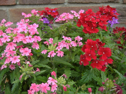 DSCF3004.JPG
