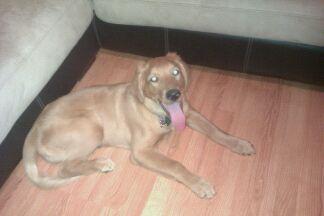 Nala  hanging   out.jpg