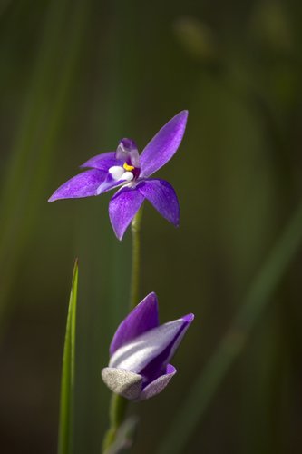 IMG_4330 Cockatoo orchid.jpg